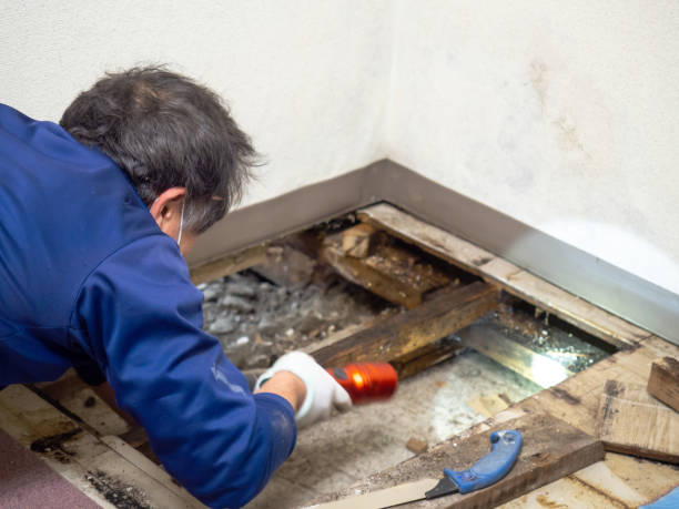 Best Industrial Mold Remediation  in West Tawakoni, TX